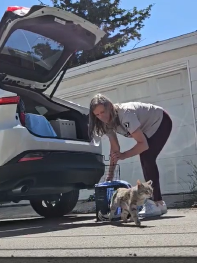 Liz releasing a cat from a live trap, next to a car hatchback containing other covered traps